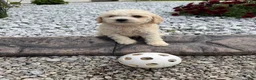 Miniature Poodle dogs for sale: Noel - Ad 10