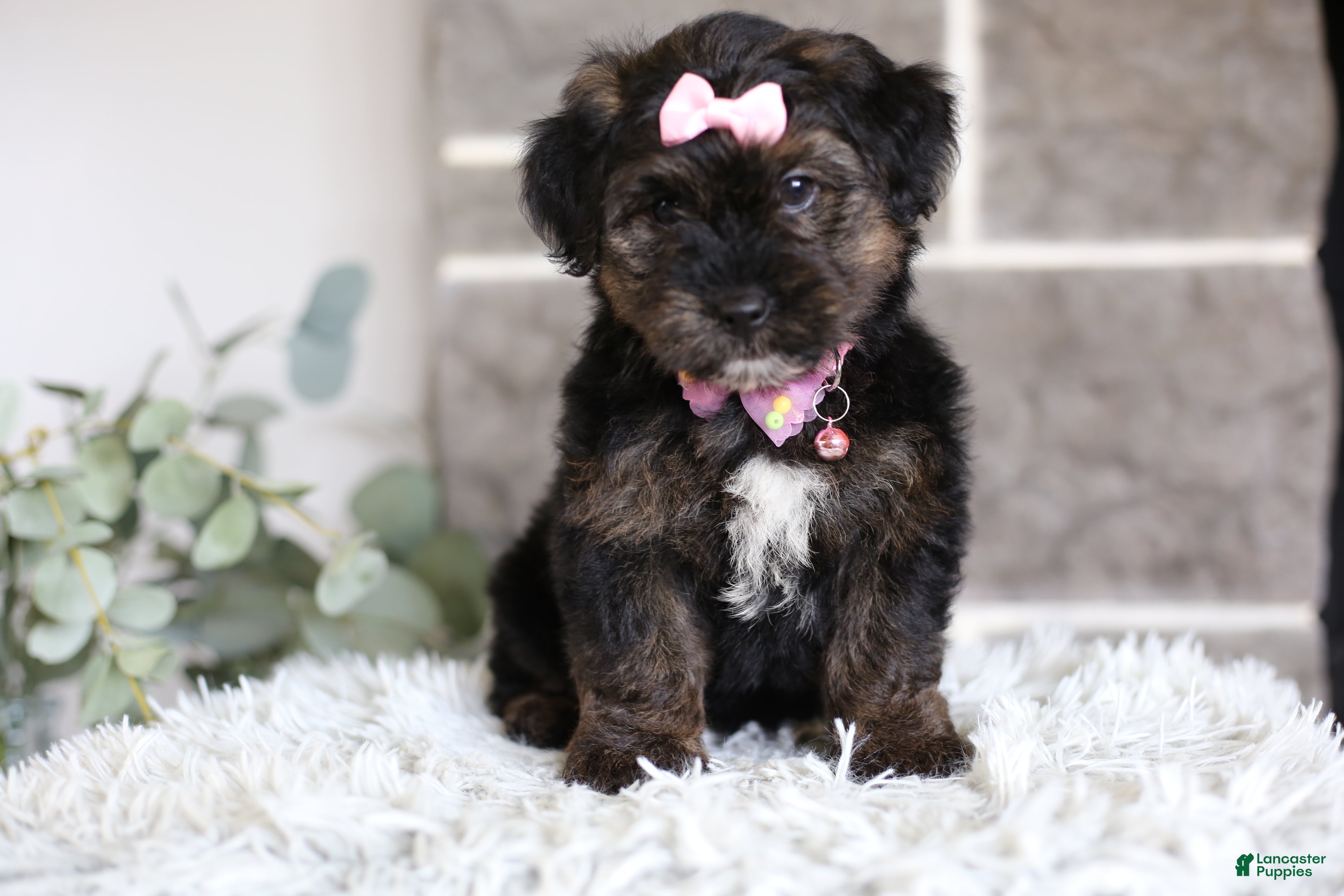Yorkiepoo dogs Summer - Ad 1