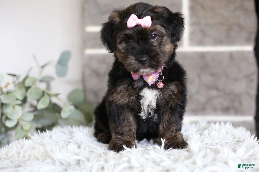 Yorkiepoo dogs for sale: Summer - Ad 1