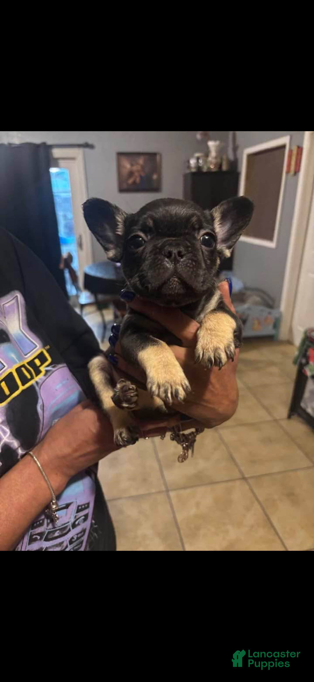 French Bulldog dogs for sale: French Bulldog Puppy 3 - Ad 1