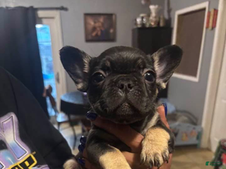 French Bulldog dogs French Bulldog Puppy 3 - Ad 14