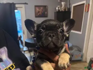 French Bulldog dogs French Bulldog Puppy 3 - Ad 11