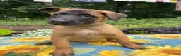 Belgian Malinois dogs for sale: Simon - Ad 4