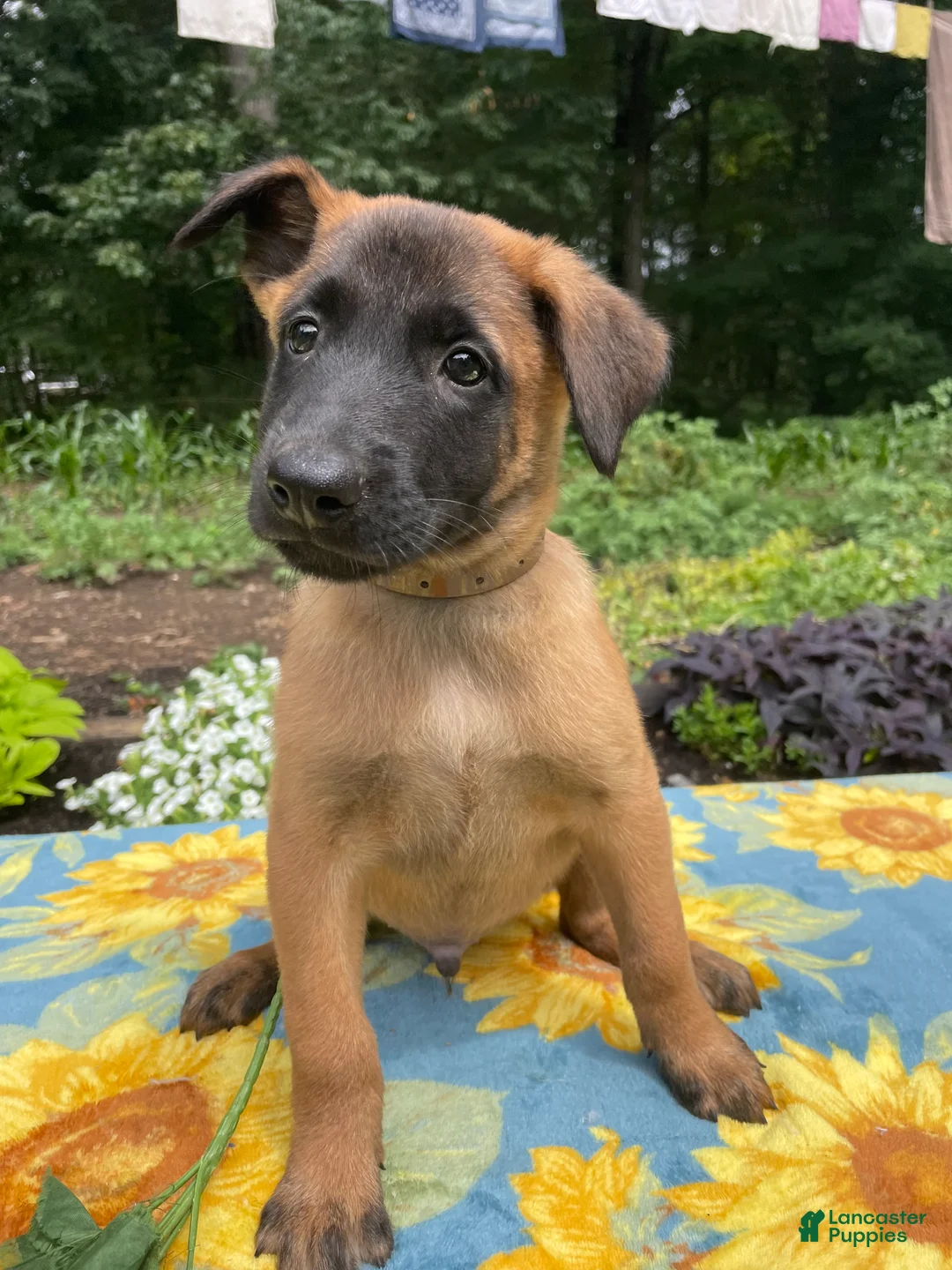 Belgian Malinois dogs for sale: Simon - Ad 4