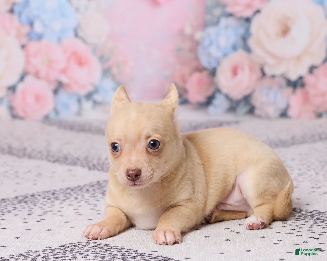 Chihuahua dogs for sale: Freddy - Ad 5