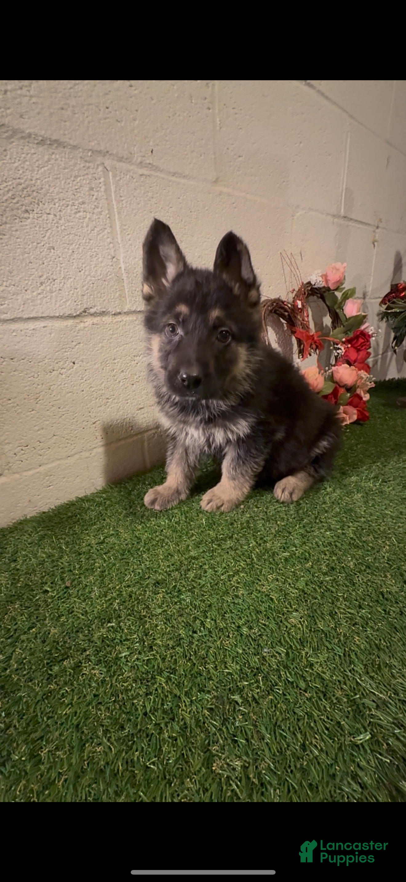 German Shepherd dogs SWAYZE - Ad 39