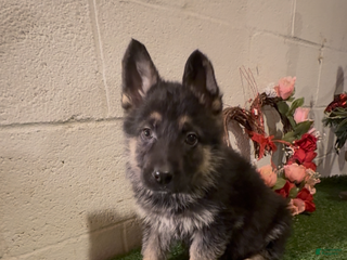 German Shepherd dogs SWAYZE - Ad 39