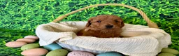 Mini Goldendoodle dogs for sale: Peach Collar  - Ad 11