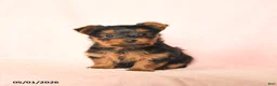 Yorkshire Terrier dogs for sale: Benny - Ad 1