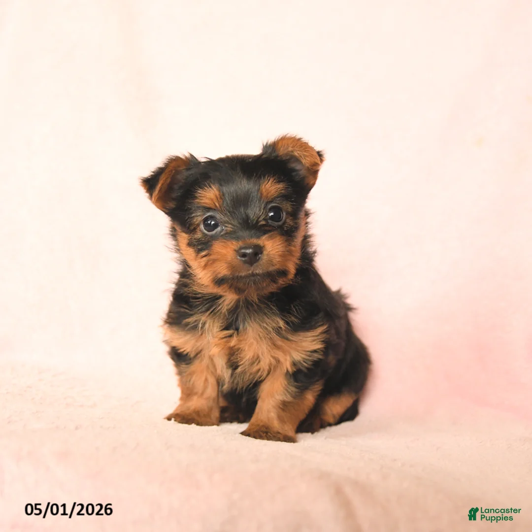 Yorkshire Terrier dogs for sale: Benny - Ad 1