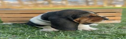 Basset Hound dogs for sale: Oscar - Ad 17