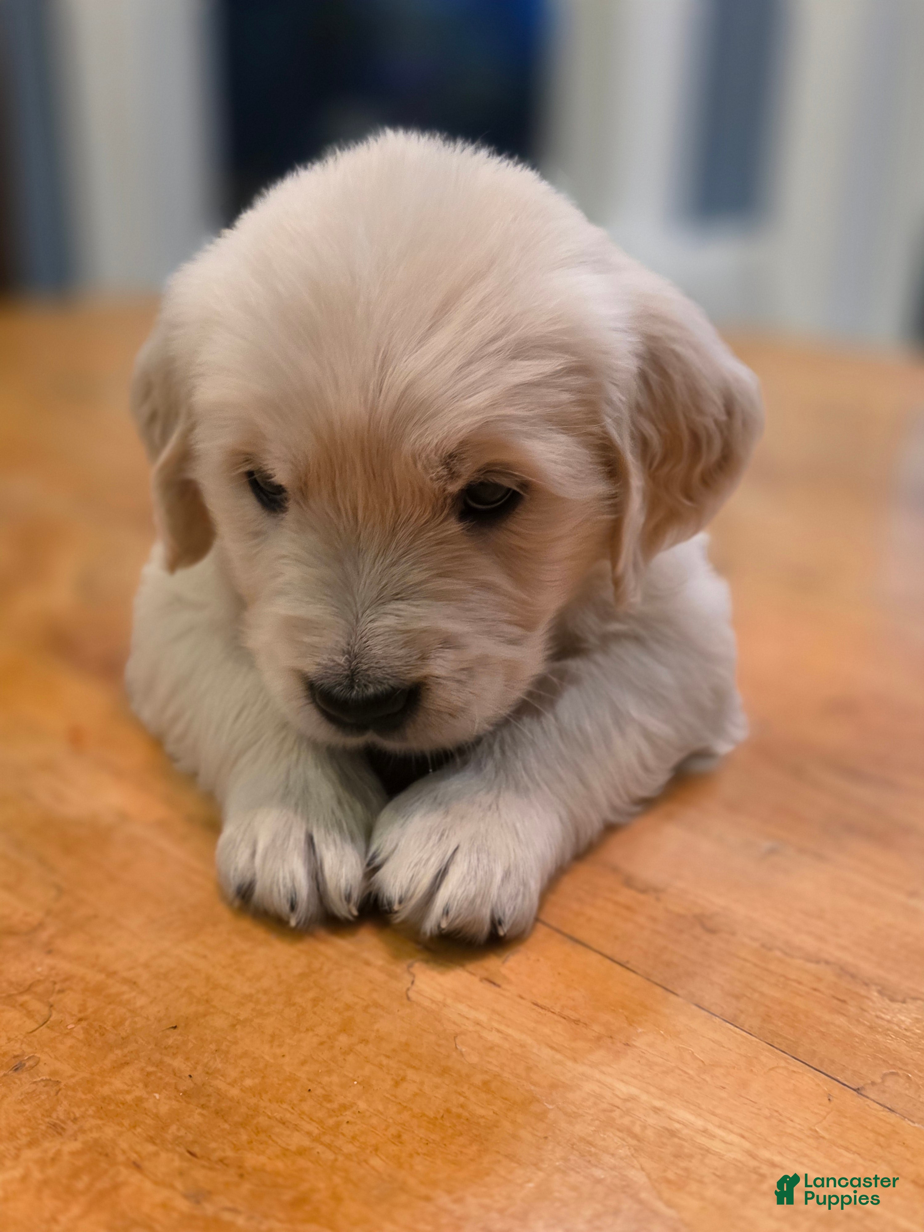 Golden Retriever dogs Captain Crunch, Champion Sired - Ad 2