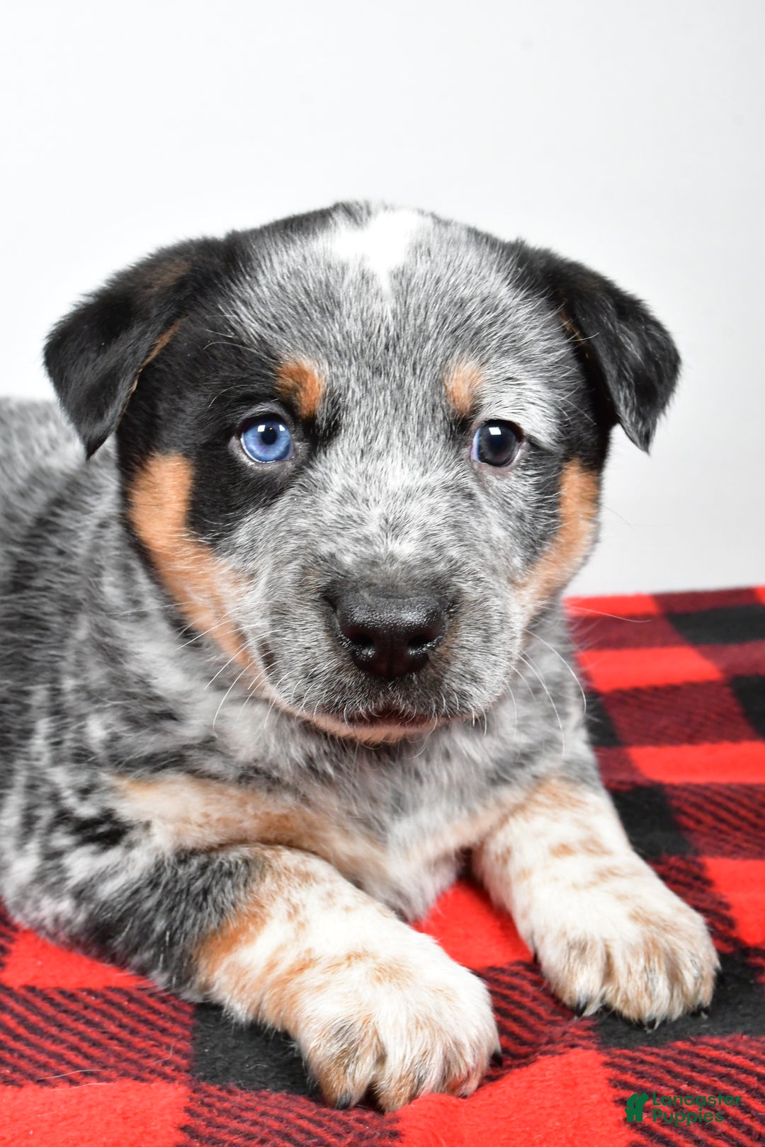 Australian Cattle Dog dogs for sale: Sammy - Ad 10