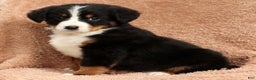 Bernese Mountain Dog dogs for sale: Ty - Ad 2