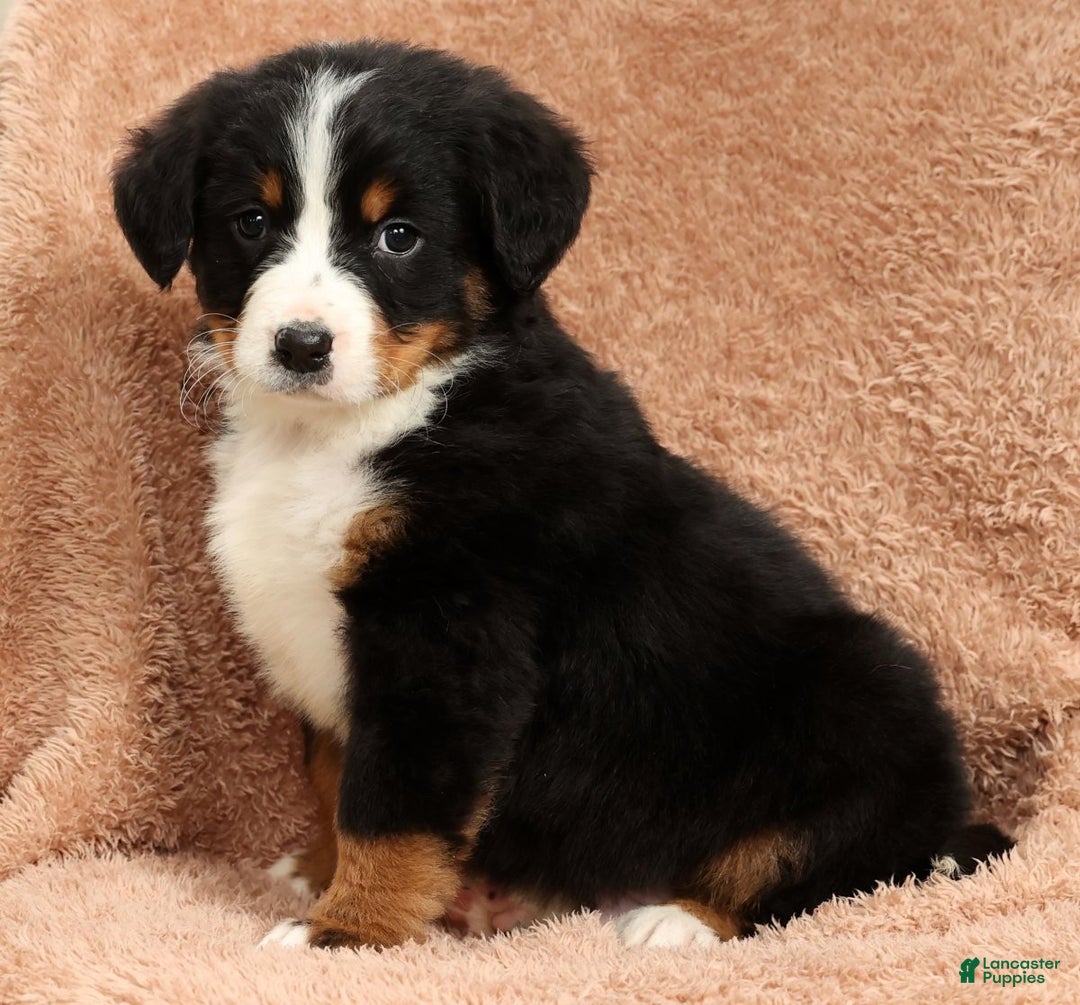 Bernese Mountain Dog dogs for sale: Ty - Ad 2