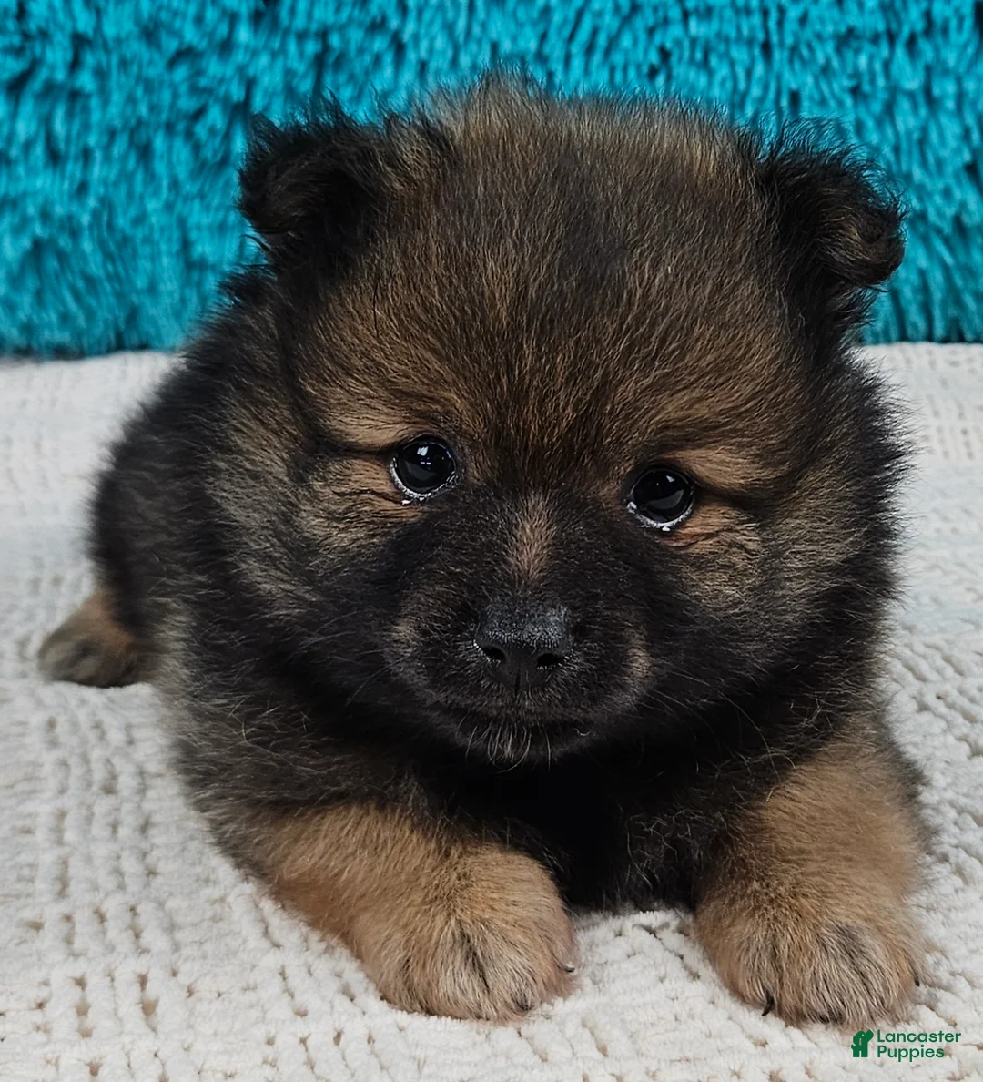 Pomeranian dogs for sale: Tucker  - Ad 1