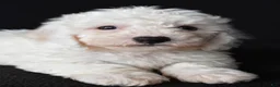 Bichon Frise dogs for sale: Buddy - Ad 8