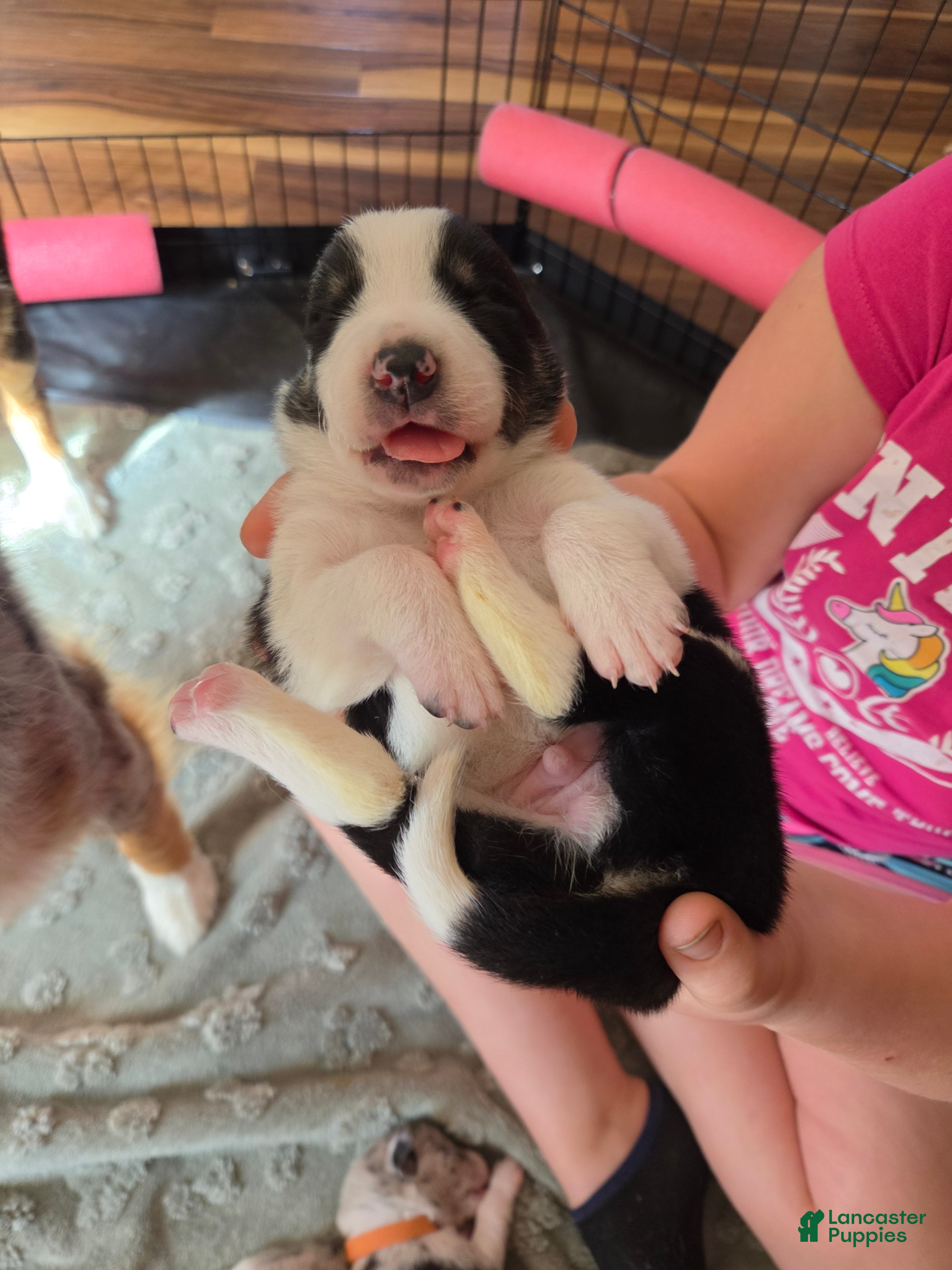 Border Collie