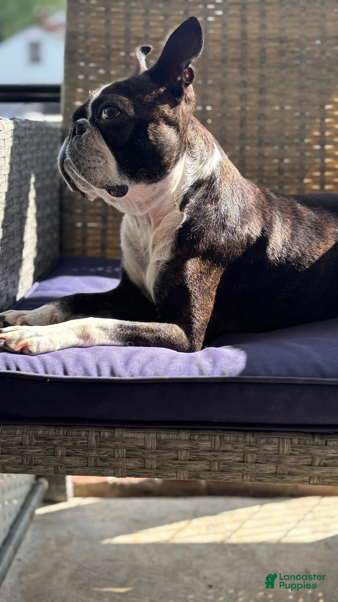 Boston Terrier dogs for sale: Roosevelt - Ad 3