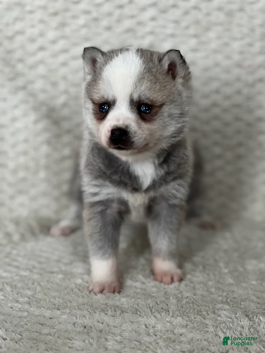 Alaskan Klee Kai dogs for sale: Oreo - Ad 2