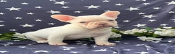 French Bulldog dogs for sale: Holly - Ad 4