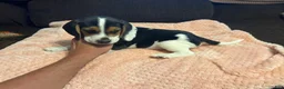 Beagle dogs for sale: Beagle 3 - Ad 2