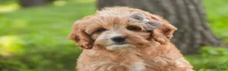 Mixed Breed dogs for sale: Pixie Munchkin Bernedoodle - Ad 3