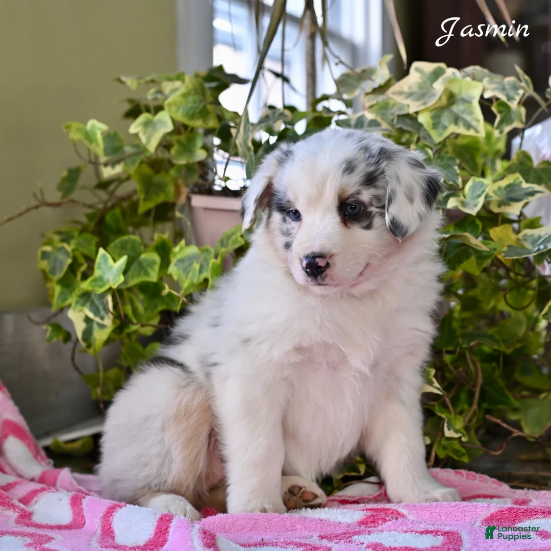 Australian Shepherd dogs for sale: Jasmin - Ad 4
