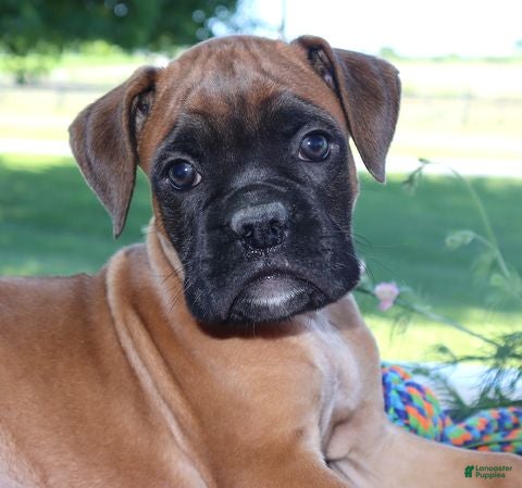 Boxer dogs Axel - Champion lines - Ad 1