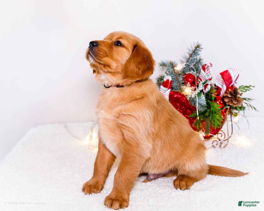 Golden Retriever dogs for sale: Dakoda - Ad 13