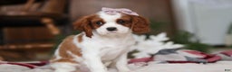 Cavalier King Charles Spaniel dogs for sale: Ivy - Ad 4