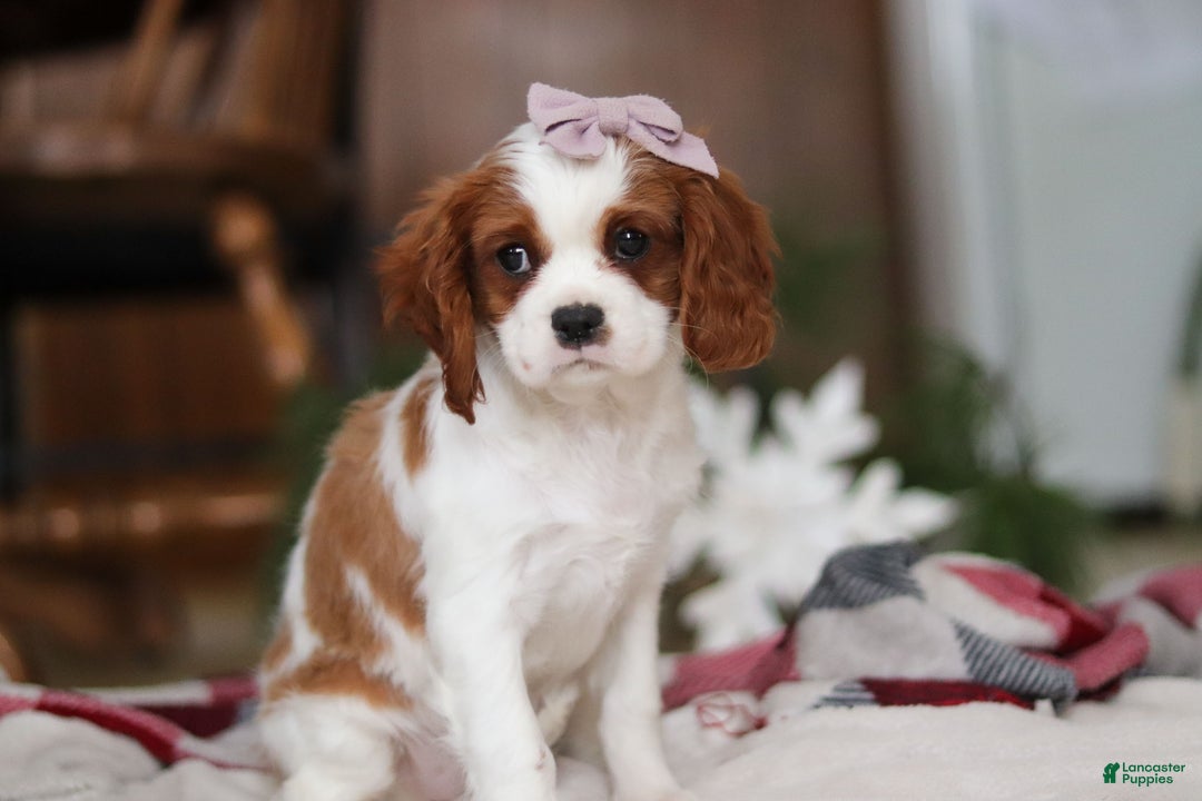 Cavalier King Charles Spaniel dogs for sale: Ivy - Ad 4