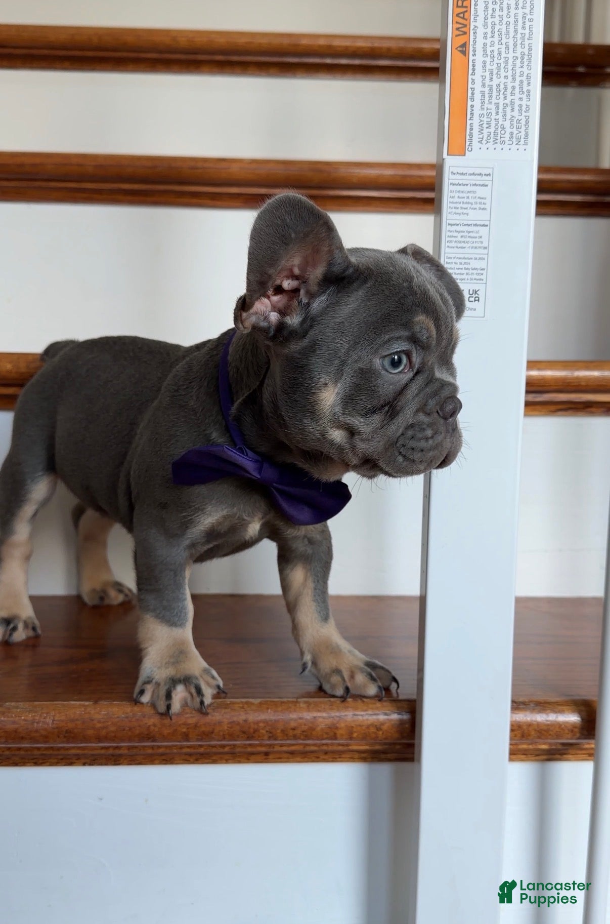 French Bulldog dogs Rex - Ad 30
