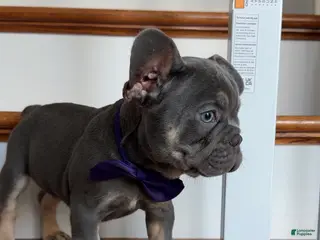 French Bulldog dogs Rex - Ad 36