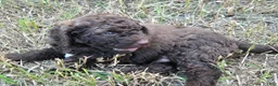 Newfypoo dogs for sale: Dr. Pepper - Ad 2