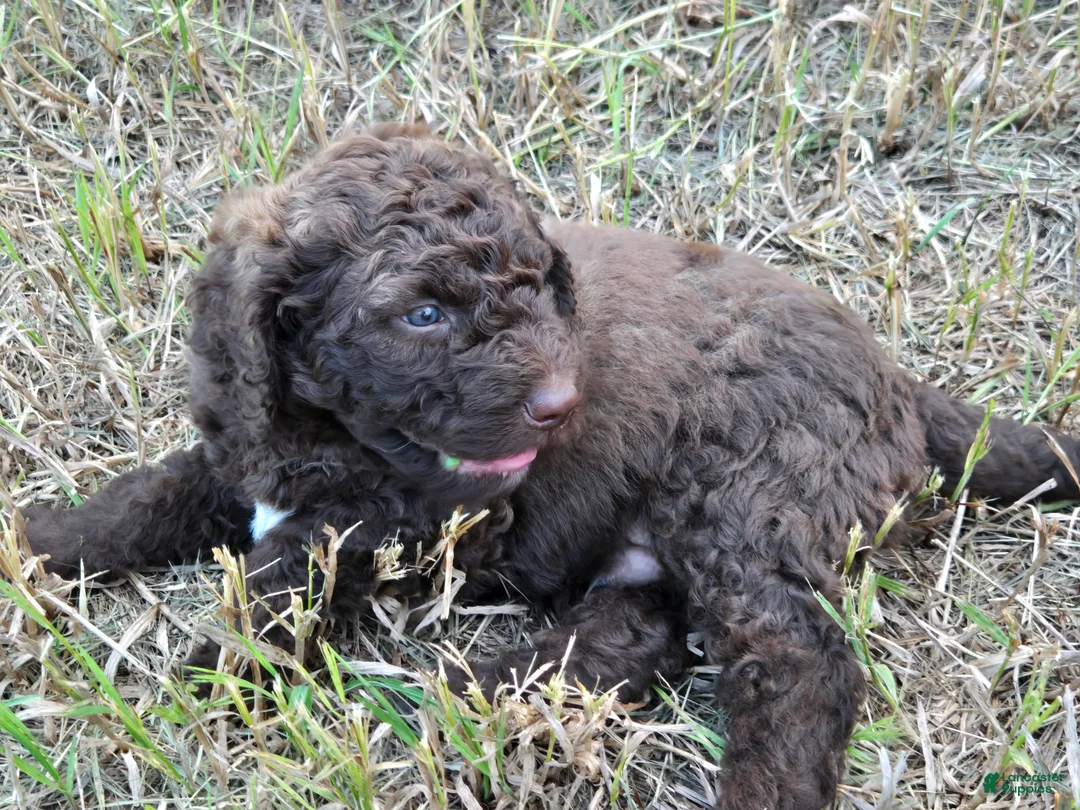 Newfypoo dogs for sale: Dr. Pepper - Ad 2