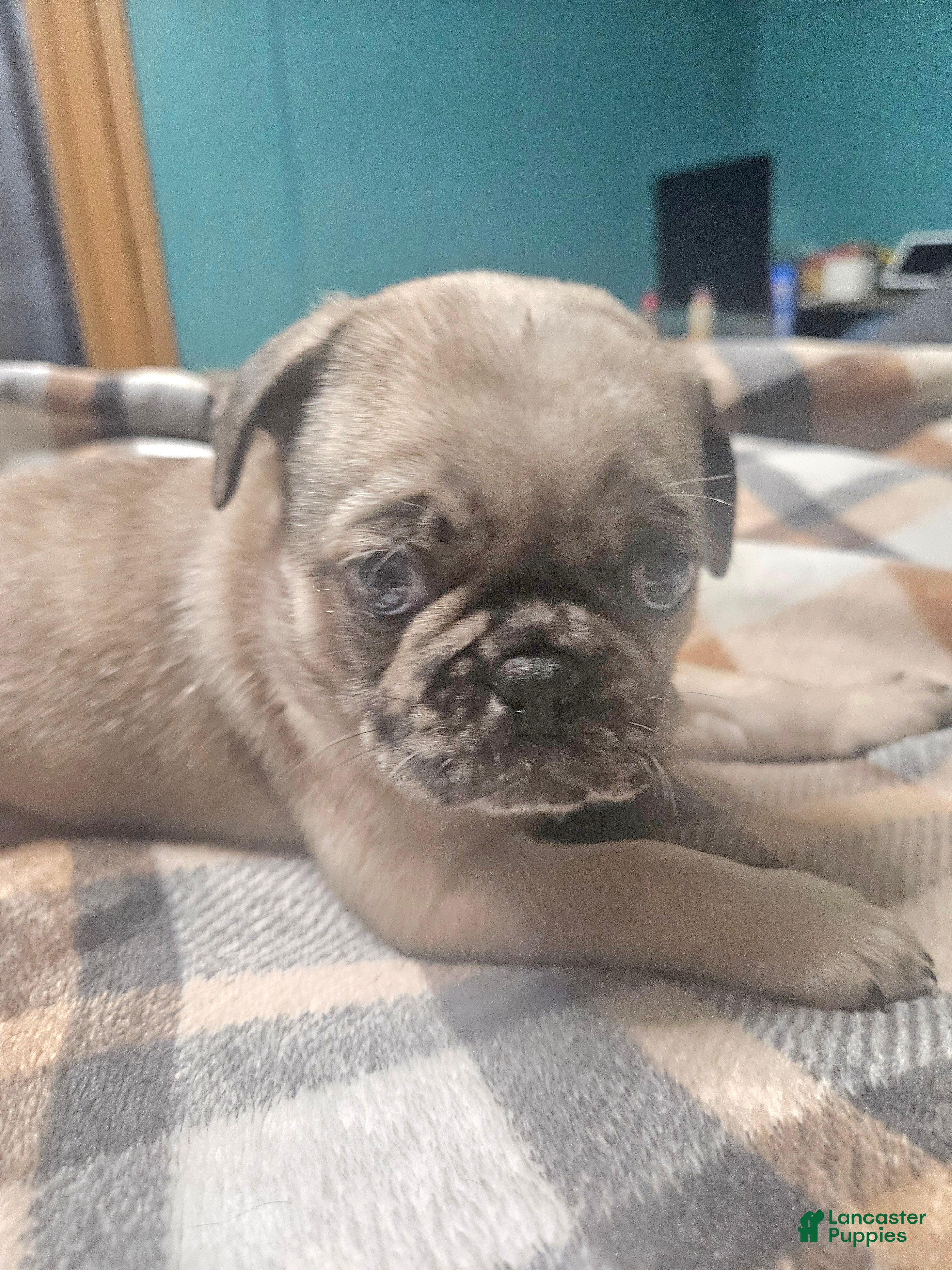 Frug dogs Bentley - Ad 5