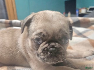 Frug dogs Bentley - Ad 38