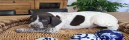 German Shorthaired Pointer dogs for sale: German Shorthaired Pointer 4 - Ad 3