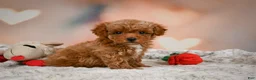 Toy Poodle dogs for sale: Bella - Ad 10
