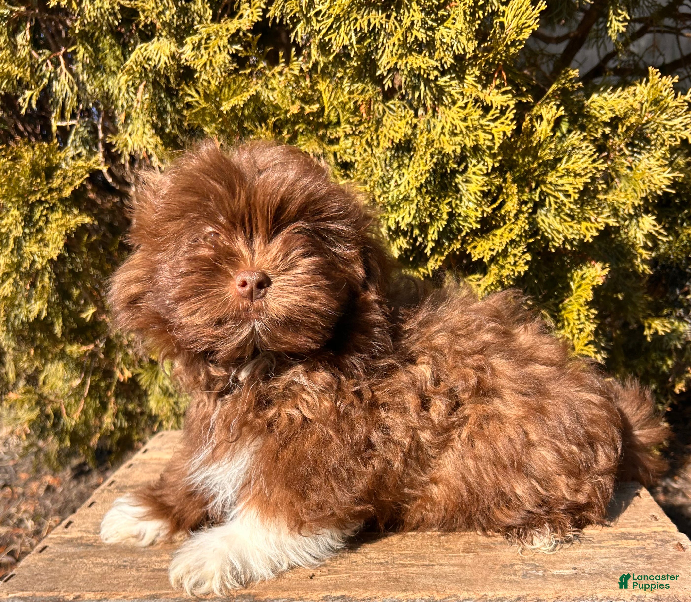 Mixed Breed dogs Gulliver - Ad 1