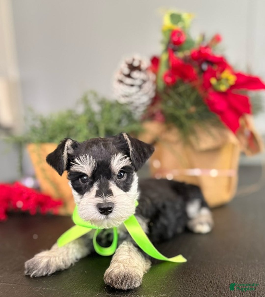 Miniature Schnauzer dogs for sale: Jack - Ad 4