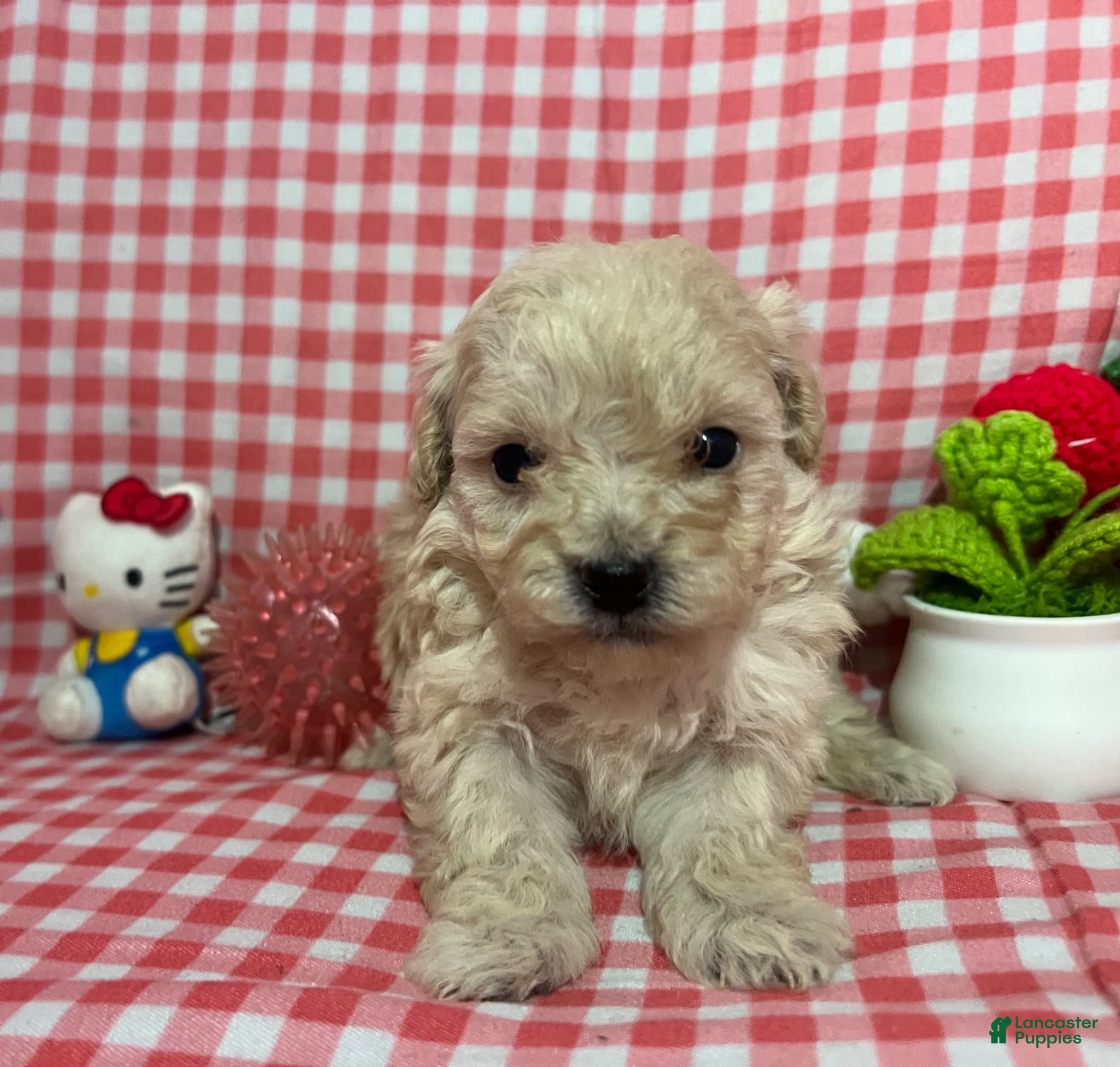 Maltipoo dogs Maltipoo Puppy 4 - Ad 3