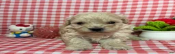 Maltipoo dogs for sale: Maltipoo Puppy 4 - Ad 1
