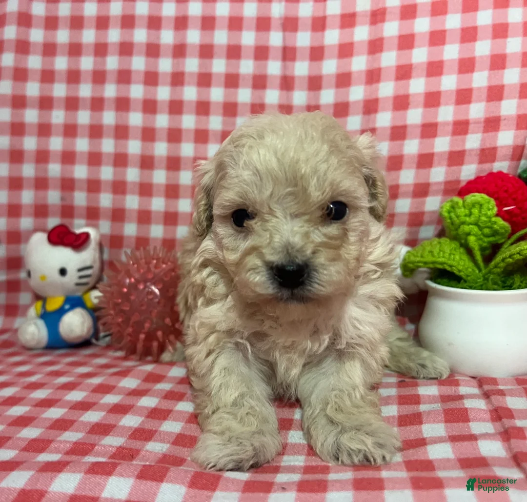 Maltipoo dogs for sale: Maltipoo Puppy 4 - Ad 1