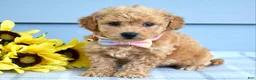 Bichpoo dogs for sale: Sunny - Ad 2