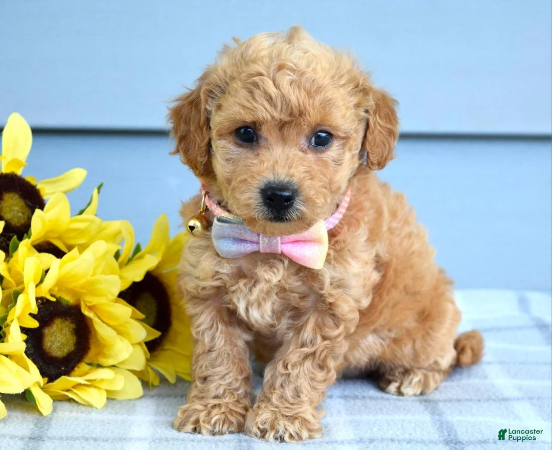 Bichpoo dogs for sale: Sunny - Ad 2