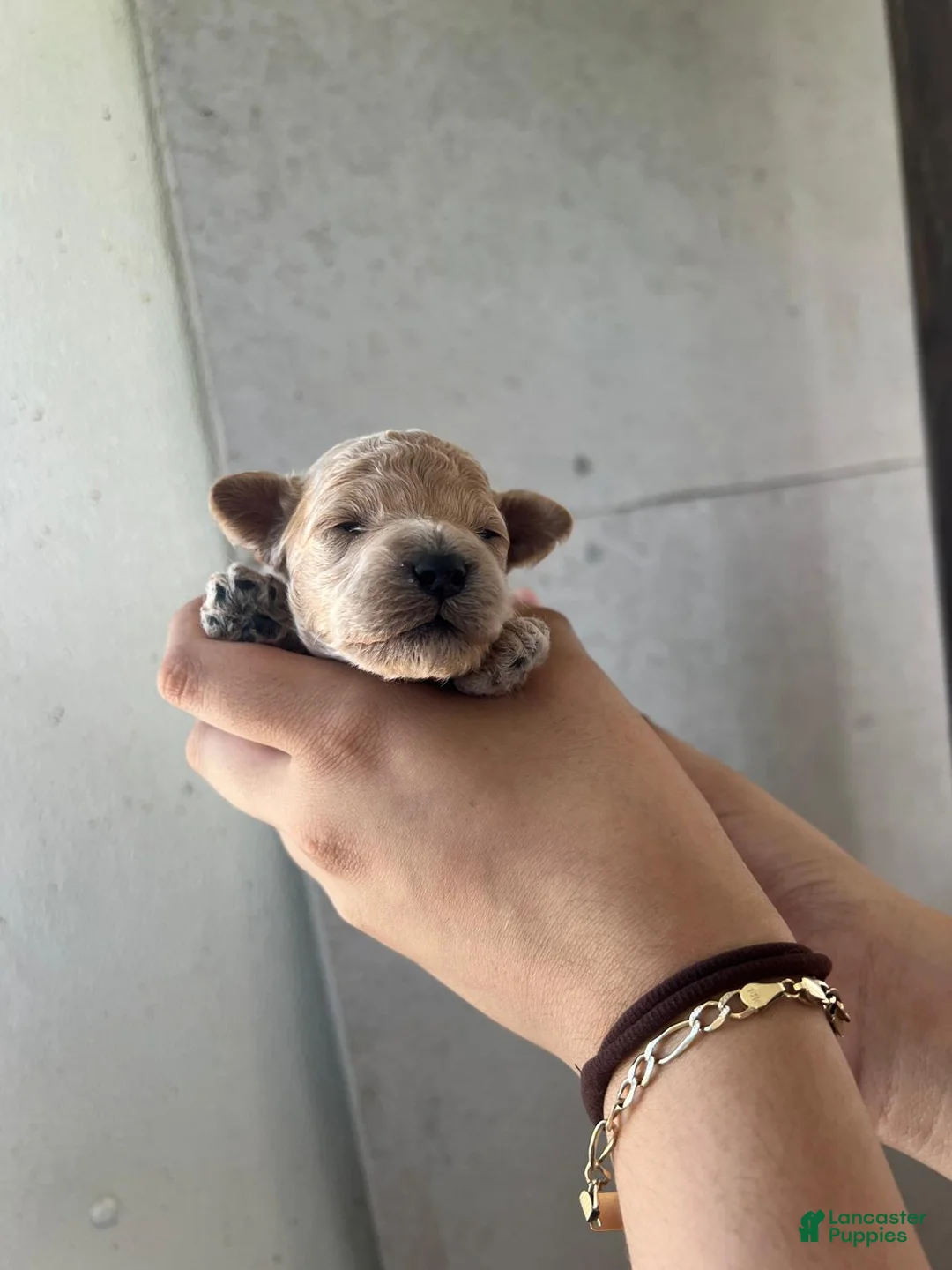 Toy Poodle dogs for sale: Maple🤎🐩 - Ad 2