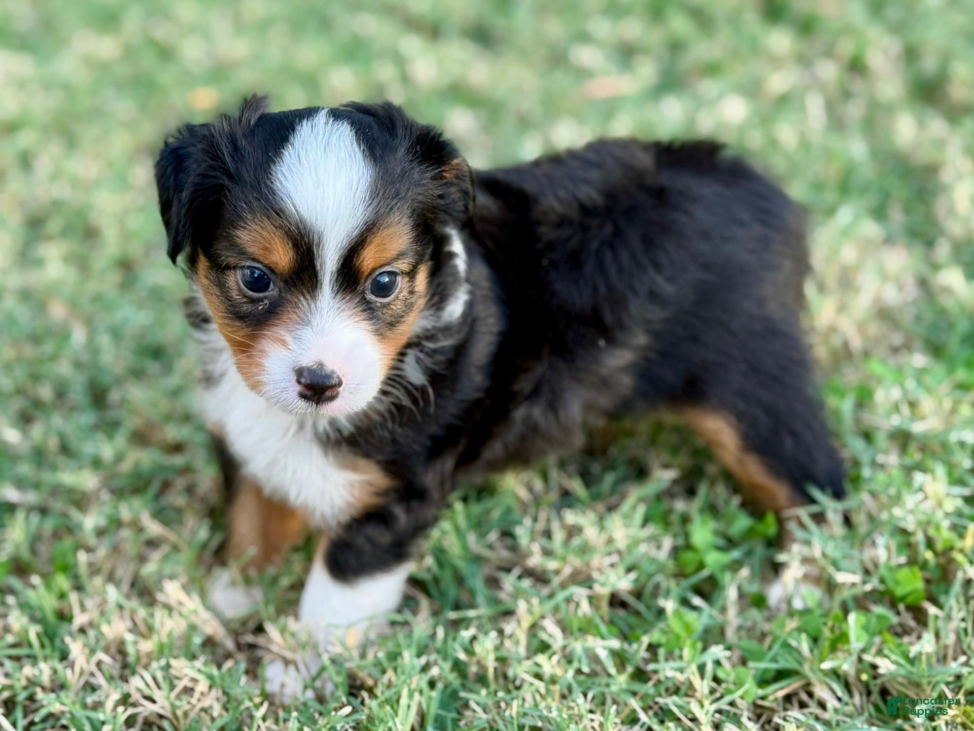 Toy Australian Shepherd dogs for sale: Luigi - Ad 2