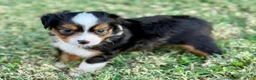 Toy Australian Shepherd dogs for sale: Luigi - Ad 2